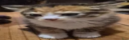 Mixed Breed cats for sale: Bengal x maincoon - Advert 18