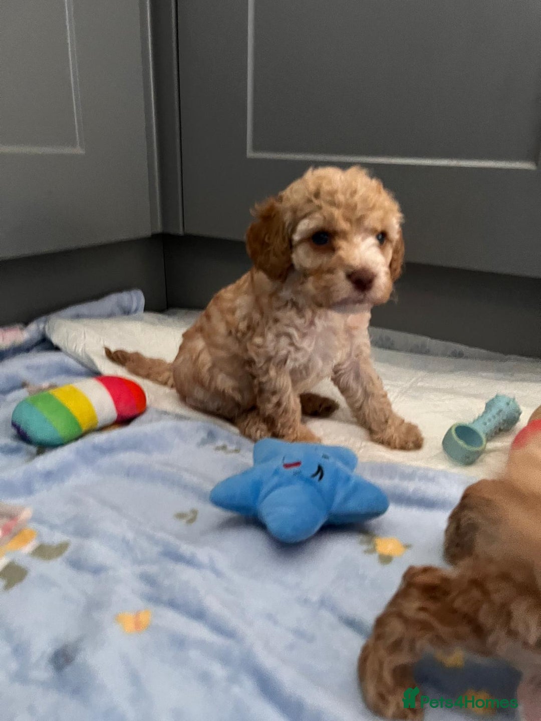 Cavapoo dogs for sale: * Cavapoo Boys available * - Image 22