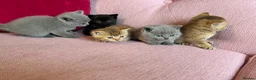 British Shorthair cats for sale: Gorgeous friendly GCCF BSH Kittens - Advert 2