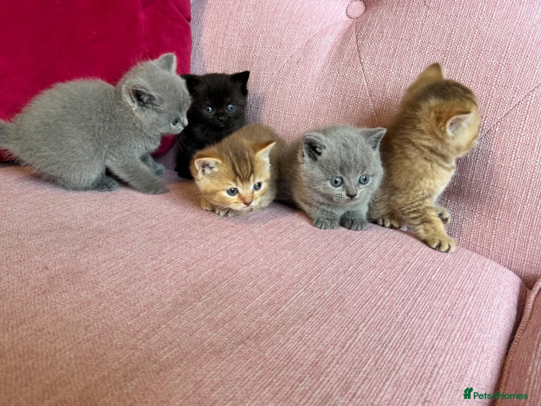 British Shorthair cats for sale: Gorgeous friendly GCCF BSH Kittens - Advert 2