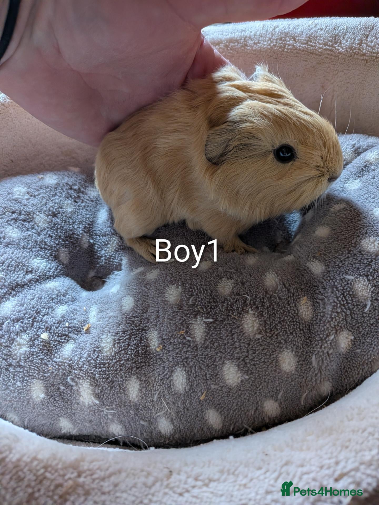Guinea Pig rodents Baby boy and girl guinea pigs ready now - Advert 9