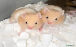 Hamster rodents for sale: Baby hamsters  - Image 15
