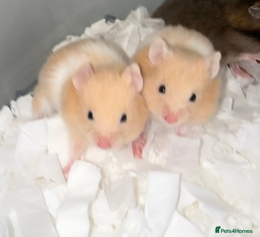 Hamster rodents for sale: Baby hamsters  - Image 15