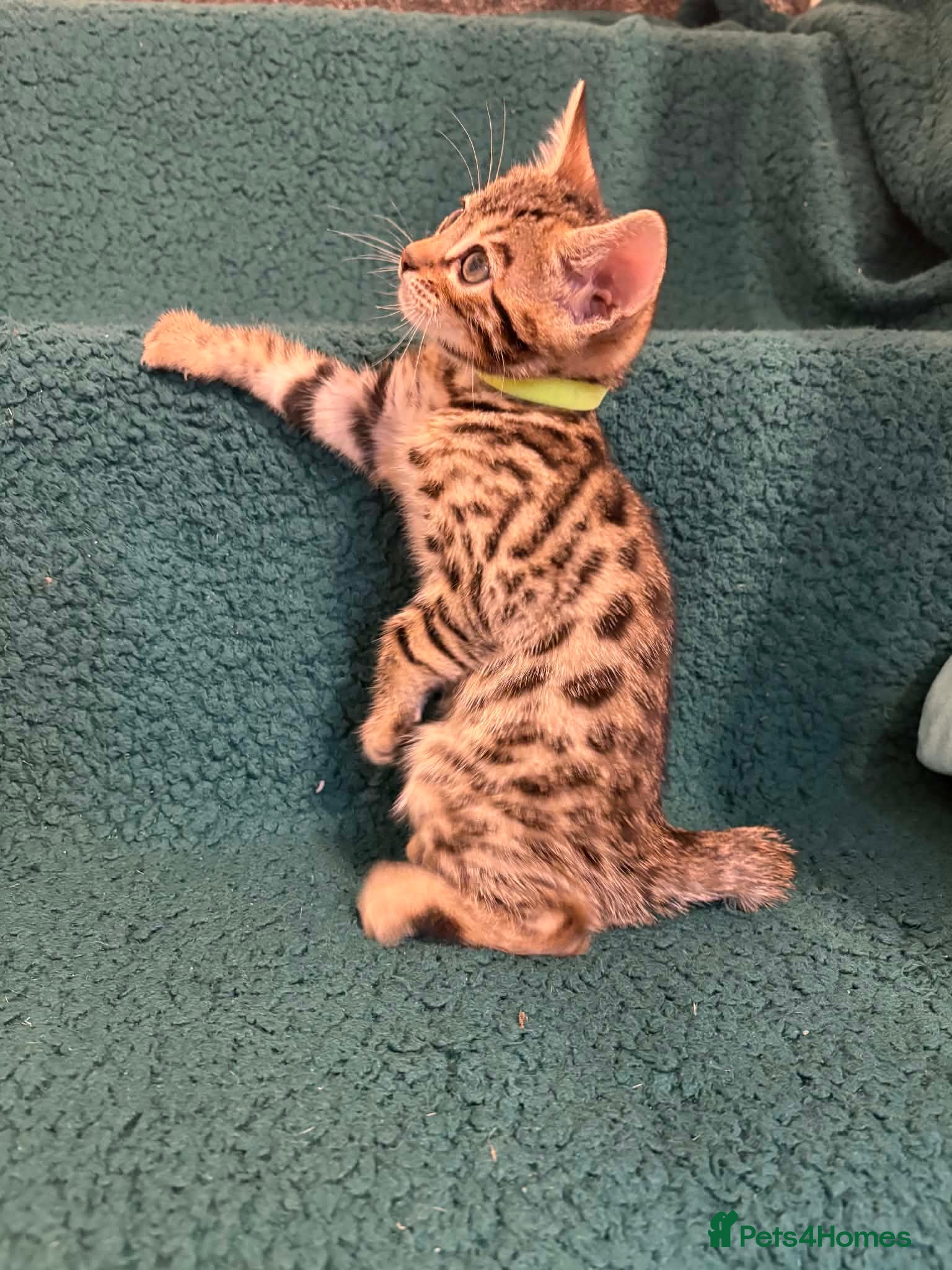 Bengal cats *ONLY 2 LEFT!* Amazing Bengal kittens  - Advert 2