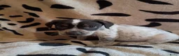 Staffordshire Bull Terrier dogs for sale: Beautiful Merle Staffy pups - Advert 5