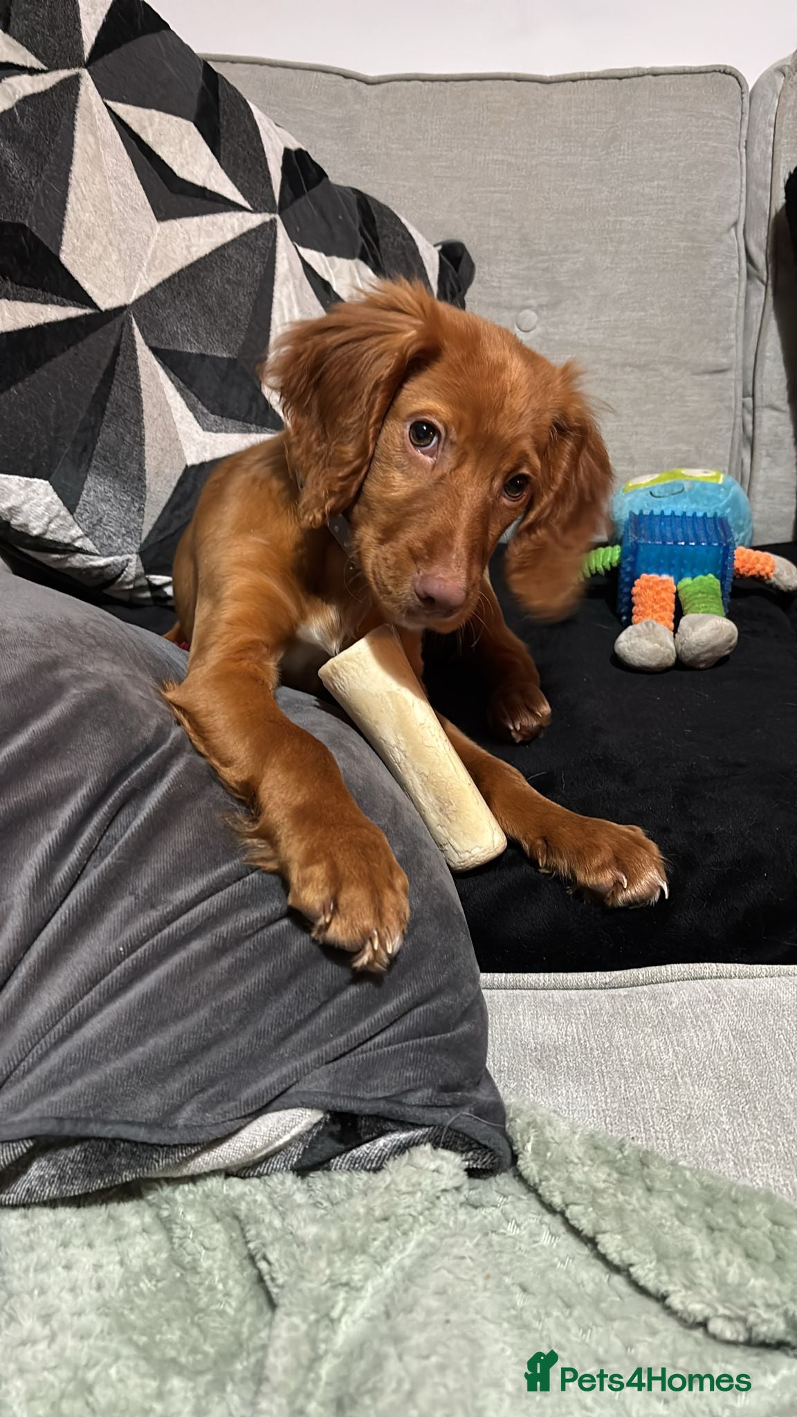 Cocker Spaniel dogs 15 week old cocker spaniel pup - Advert 1