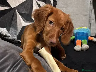 Cocker Spaniel dogs 15 week old cocker spaniel pup - Advert 17