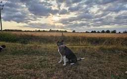Mixed Breed dogs for sale: 🐾 Akita X Mastiff (Female, 7 Years Old, Spayed) - Image 3