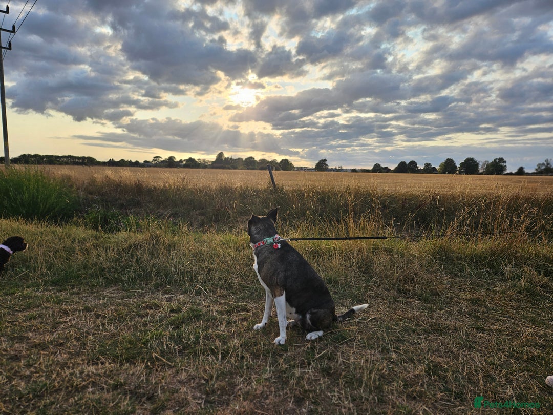 Mixed Breed dogs for sale: 🐾 Akita X Mastiff (Female, 7 Years Old, Spayed) - Image 3