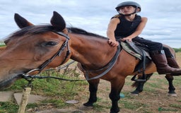 Welsh Section D horses for sale: Bartonhouse charlotte(charlie)15.1 welsh part bred - Image 12