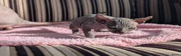 Sphynx cats for sale: Ready for reservation  - Advert 31