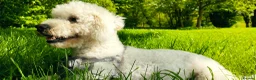 Bichon Frise dogs for sale: Bischon frise female - Advert 5