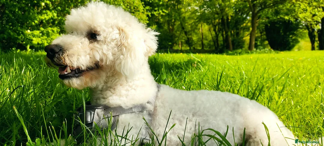 Bichon Frise dogs for sale: Bischon frise female - Advert 5