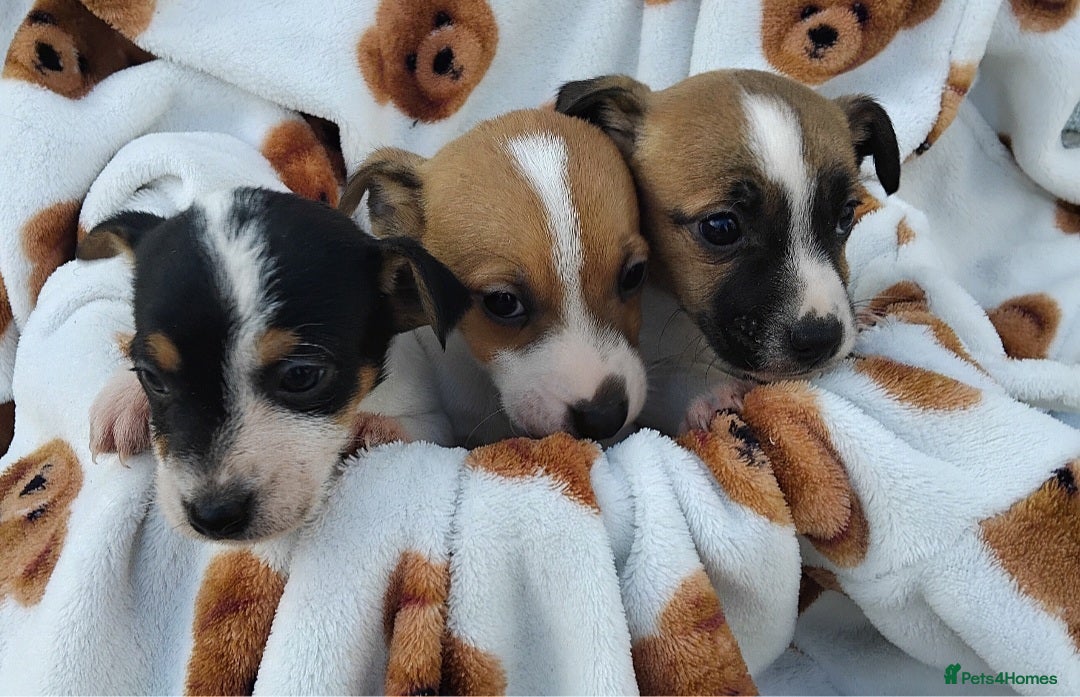 Jack Russell dogs Jack russell pups for Sale ready to leave - Advert 3