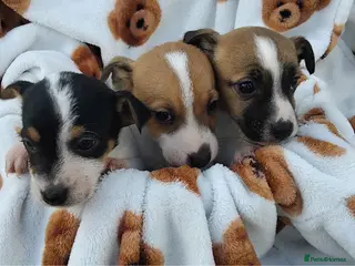 Jack Russell dogs Jack russell pups for Sale ready to leave - Advert 3
