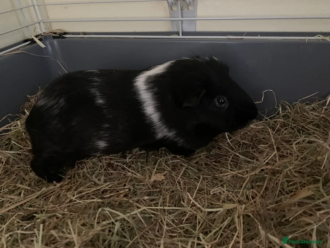 Guinea Pig rodents for sale: Guinea pigs  - Advert 3