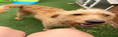 Labradoodle 1