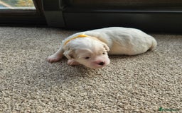 Shihpoo dogs for sale: Shihpoo puppies in Devon ... we've arrived!  - Image 14