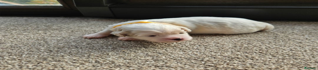 Shihpoo Puppy 6