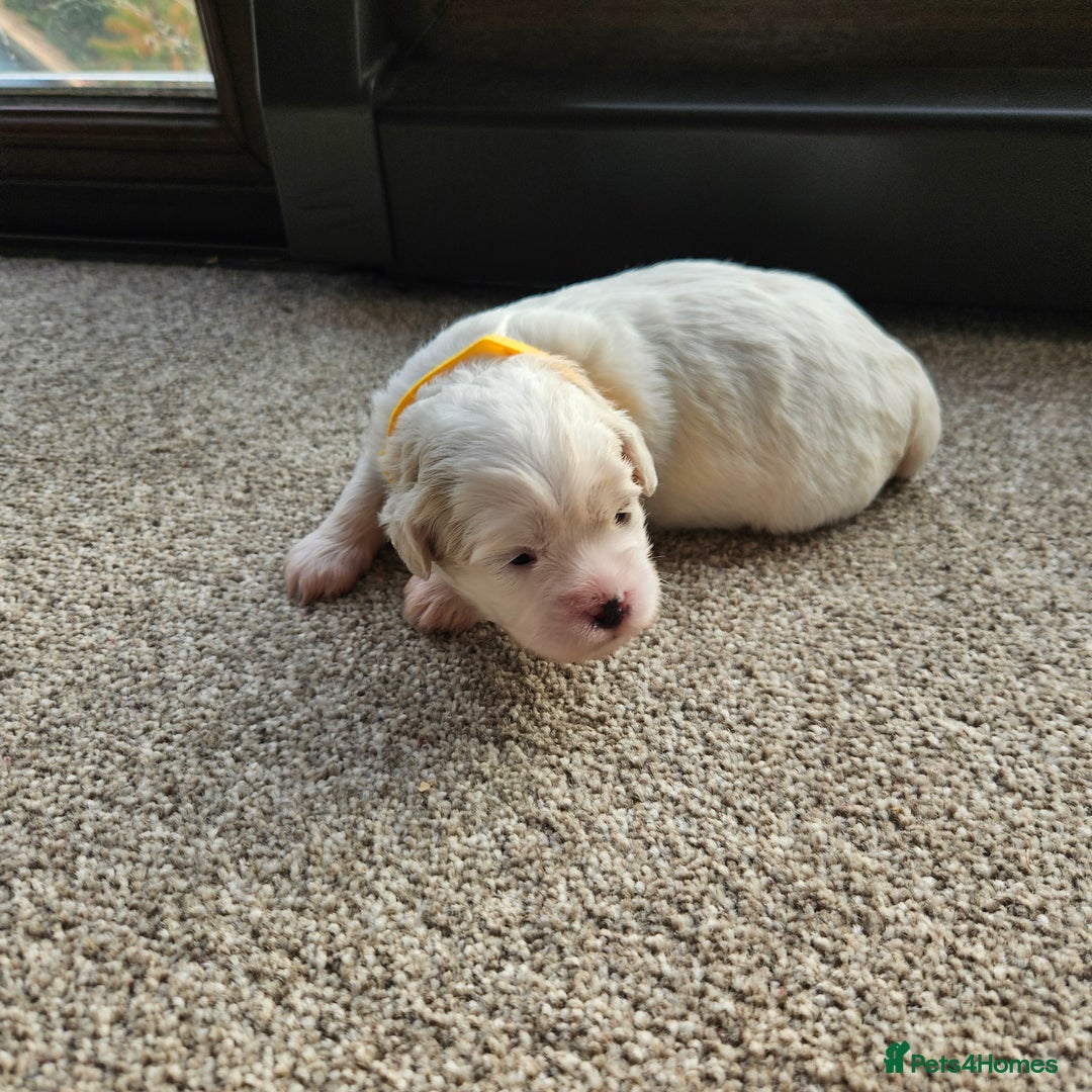 Shihpoo dogs for sale: Shihpoo puppies in Devon ... we've arrived!  - Image 14