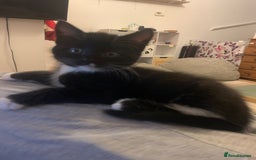 Mixed Breed cats for sale: ✨Playful Kittens Ready for Their Forever Homes! - Image 4