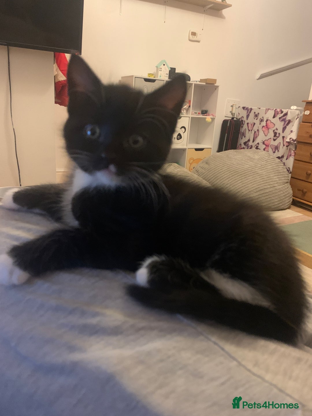 Mixed Breed cats for sale: ✨Playful Kittens Ready for Their Forever Homes! - Image 4