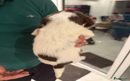 English Springer Spaniel dogs for sale: English Springer Spaniel  - Image 4