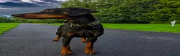 Dobermann dogs for sale: Bear  - Advert 17