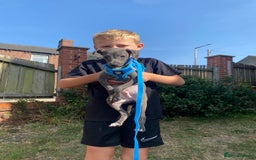 Italian Greyhound dogs for sale: Last blue boy kc reg ready now fully vaccinated  - Image 17