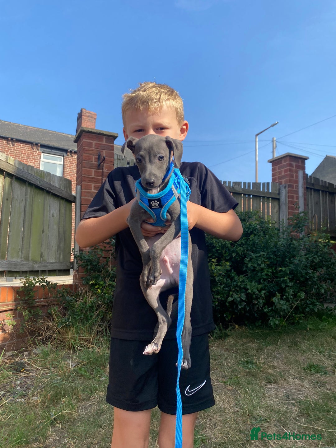 Italian Greyhound dogs for sale: Last blue boy kc reg ready now fully vaccinated  - Image 17