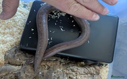 Boa Snake reptiles for sale: Sand boas all need to go  - Image 8