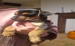 Mixed Breed dogs for sale: Jack Russell x Chihuahua puppies - Image 1
