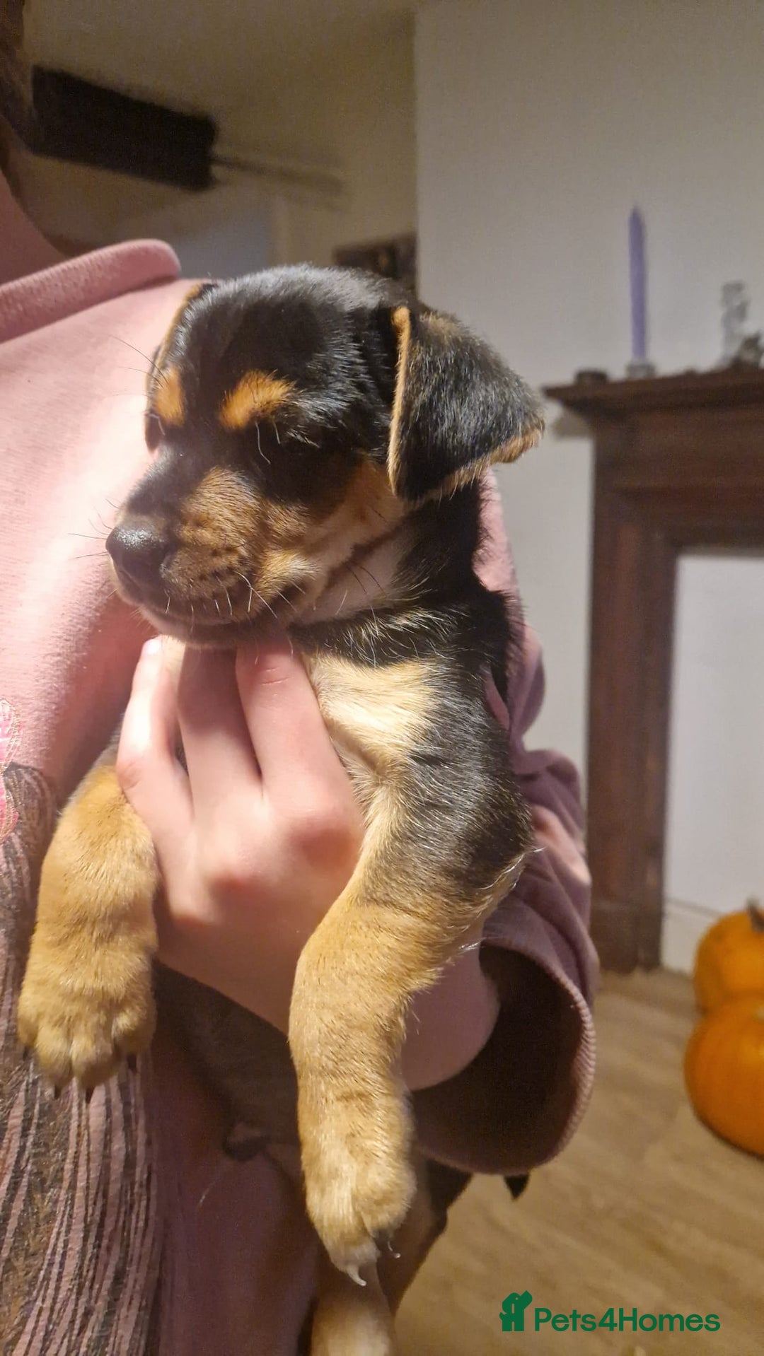 Mixed Breed dogs for sale: Jack Russell x Chihuahua puppies - Image 1