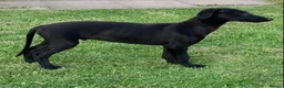 Lurcher dogs for sale: First cross saluki greyhounds  - Advert 8