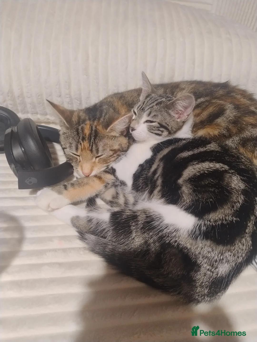 American Shorthair cats for sale: Playful young kitten looking for a loving home  - Advert 14