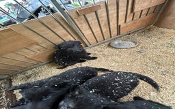 German Shepherd dogs for sale: German shepherd puppies  - Advert 25