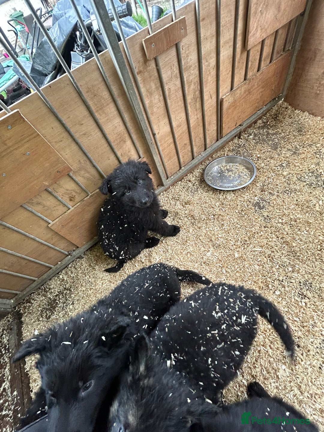 German Shepherd dogs for sale: German shepherd puppies  - Advert 25