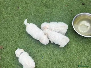 Mixed Breed dogs Bichion x maltese puppys - Advert 9