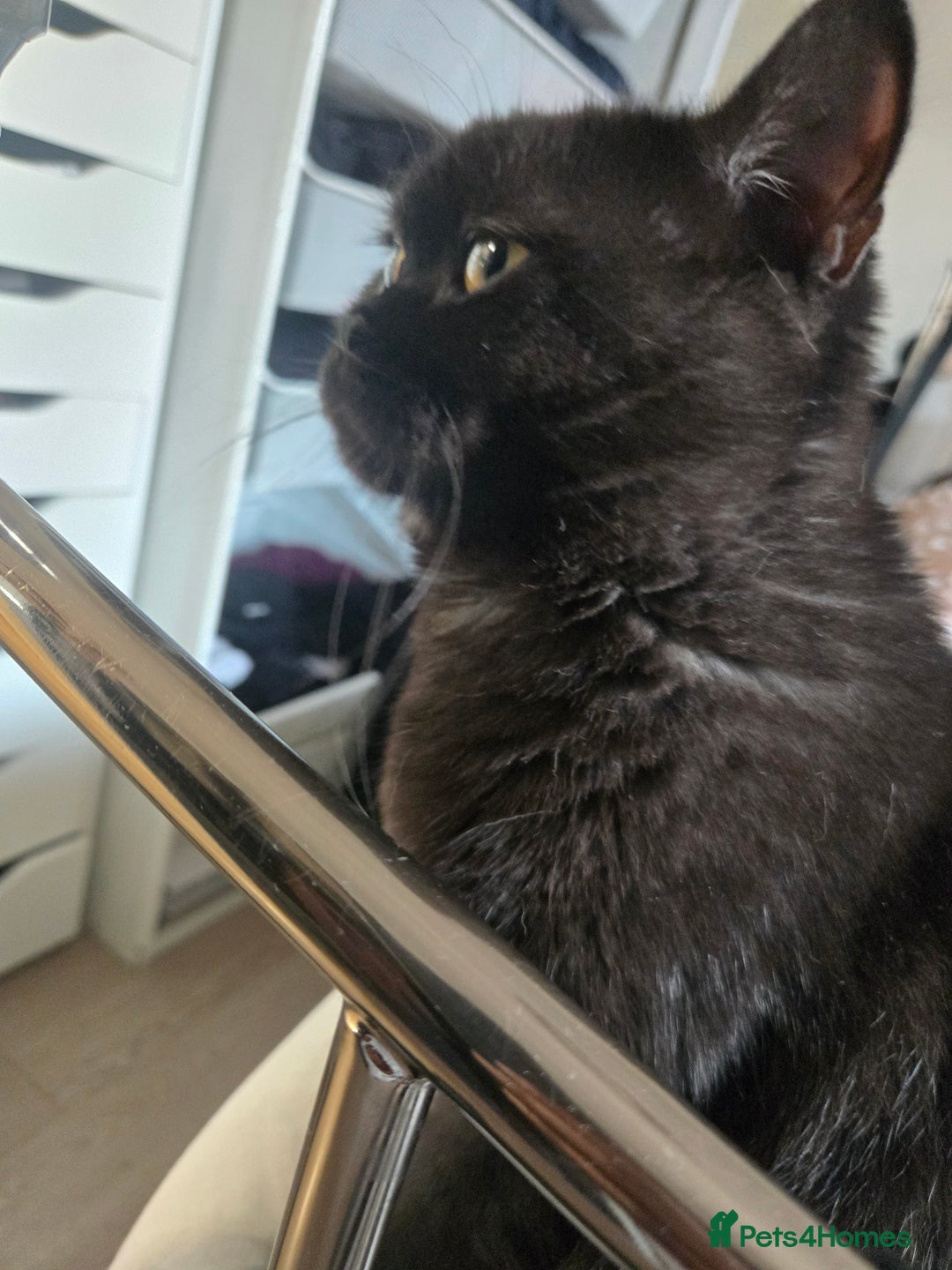 British Shorthair cats for sale: British Shorthair Black female - Advert 6