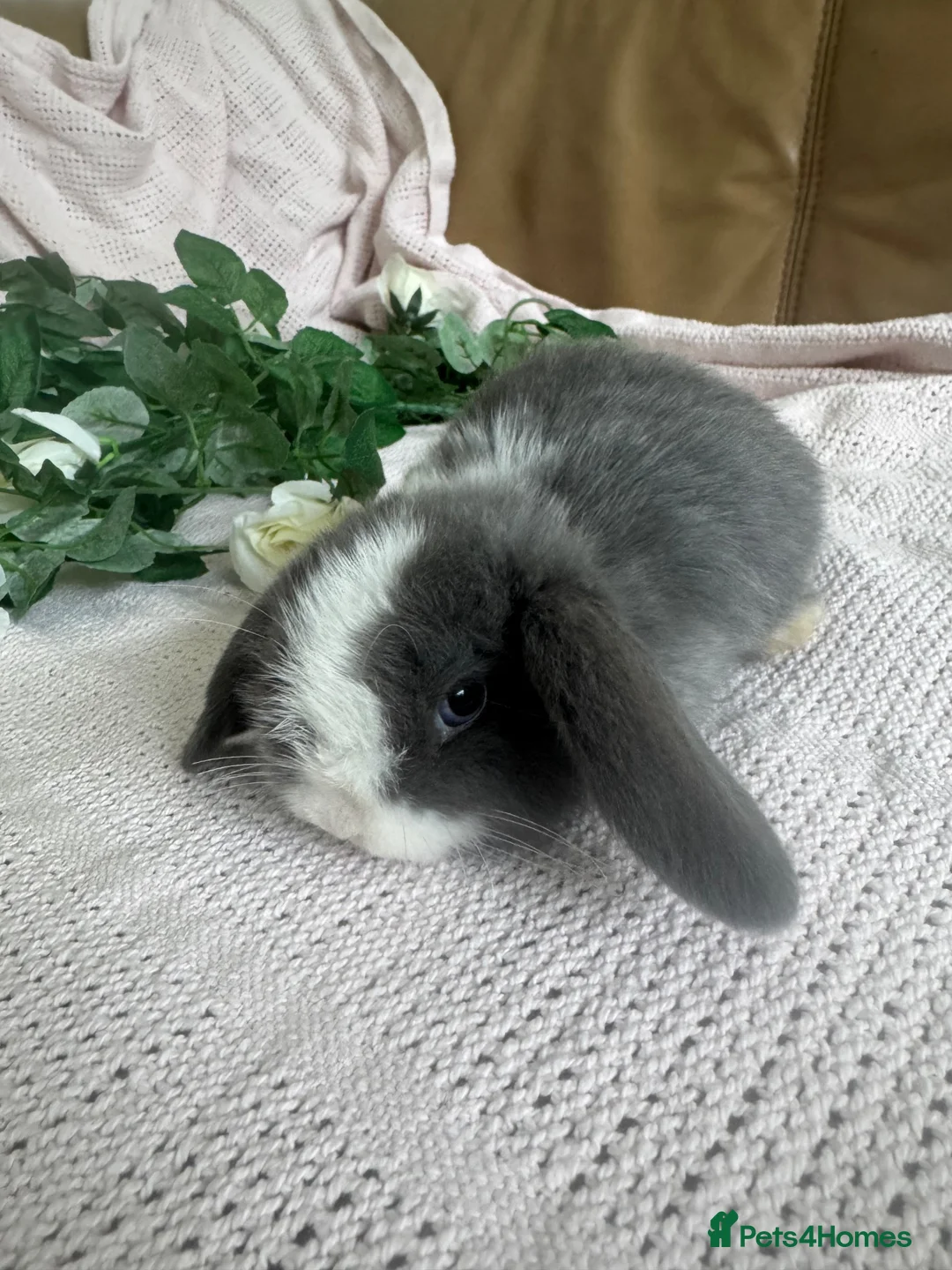 Mini Lop rabbits for sale: Beautiful friendly baby mini lops  - Advert 2