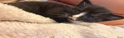 Mixed Breed cats for sale: 3 beautiful black and white tabby kittens for sale - Advert 20