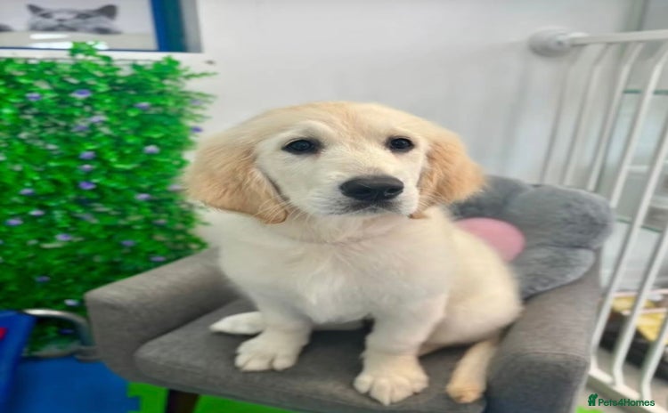 Golden Retriever dogs - Advert 4