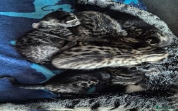 Savannah cats for sale: Savannah kittens ready to leave 24th October  - Image 16