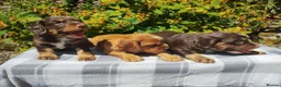 Cocker Spaniel dogs for sale: Cocker Spaniel Puppies  - Advert 23