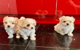Maltese dogs for sale: Purebred Maltese Puppies for Sale - Image 1