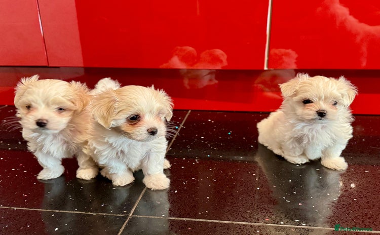 Maltese dogs - Advert 1