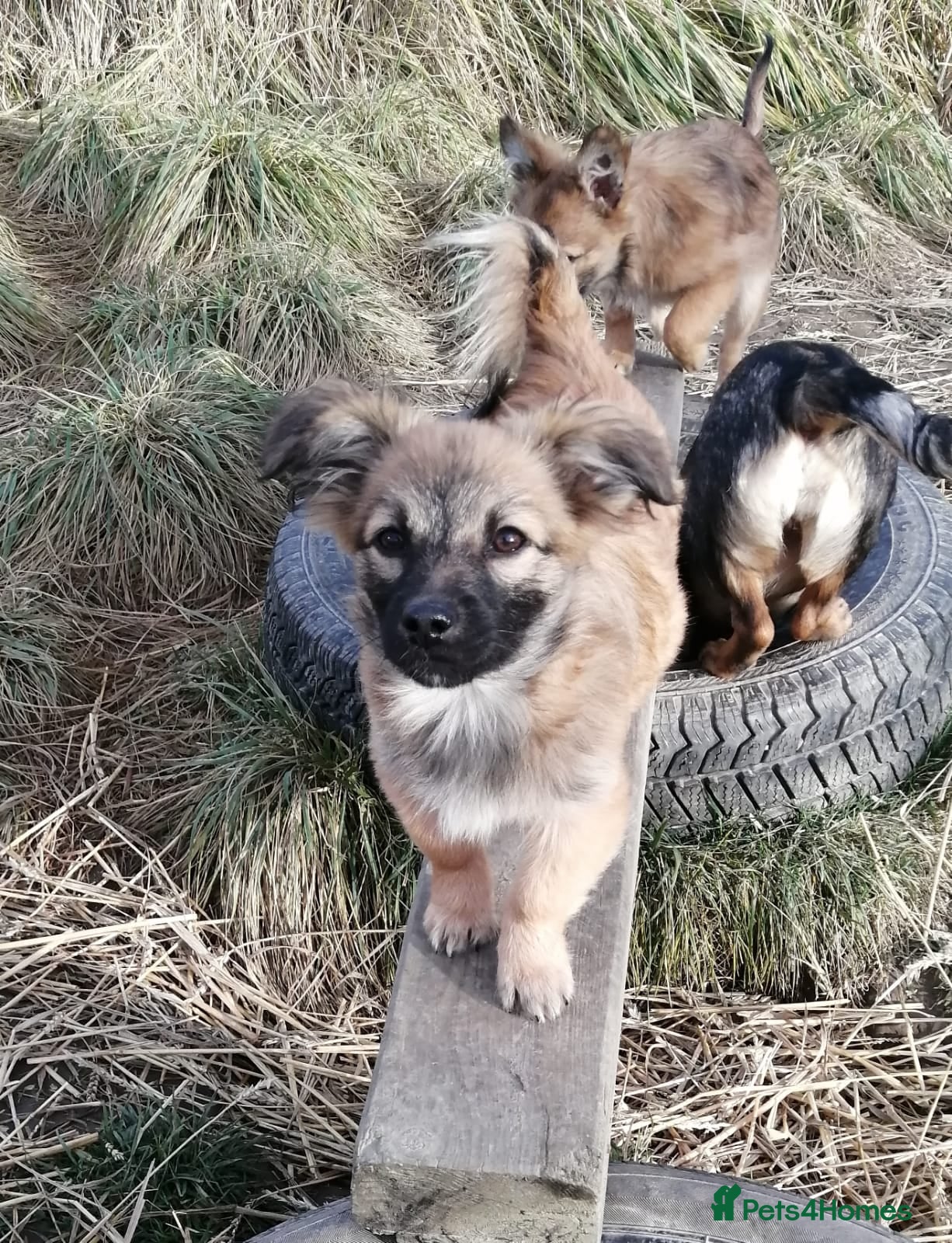 Mixed Breed dogs 💙🐶 FUNTIK 🐶💙 - Advert 8