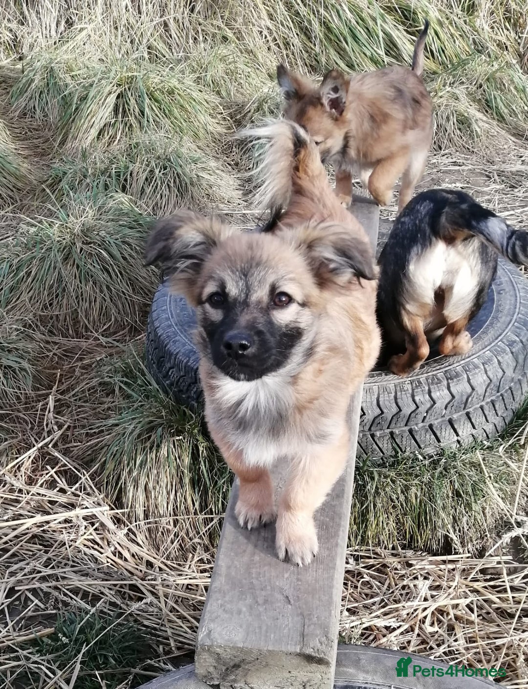 Mixed Breed dogs for adoption: 💙🐶 FUNTIK 🐶💙 - Advert 14