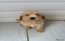 Maltipoo dogs for sale: Quality Korean maltipoos - Image 6