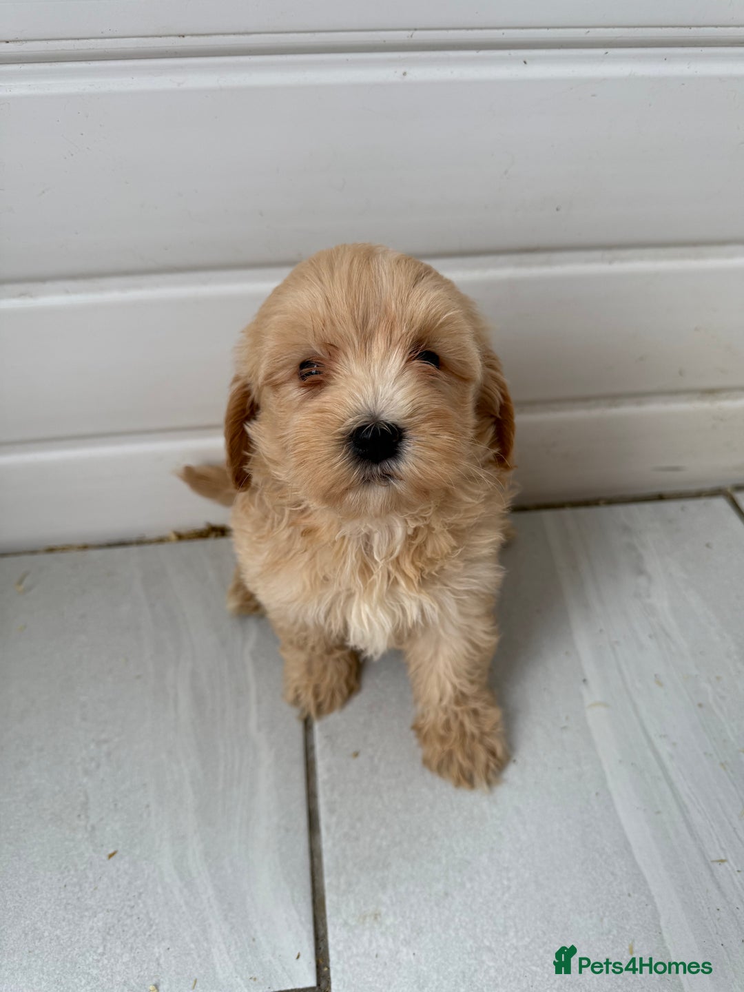 Maltipoo dogs for sale: Quality Korean maltipoos - Image 6